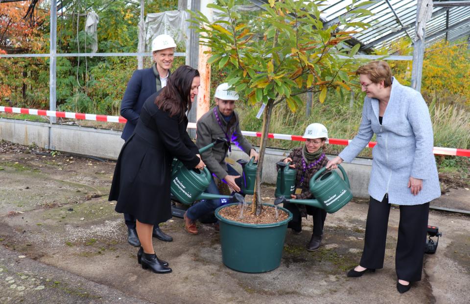 Dr. Manja Schüle, Dr. Stefan Körner, Christoph Haase, Karola Weber und Klara Geywitz (v.l.n.r.) gießen den Jungbaum einer Esskastanie, die in der Branitzer Baumuniversität vermehrt und aufgezogen wurde.